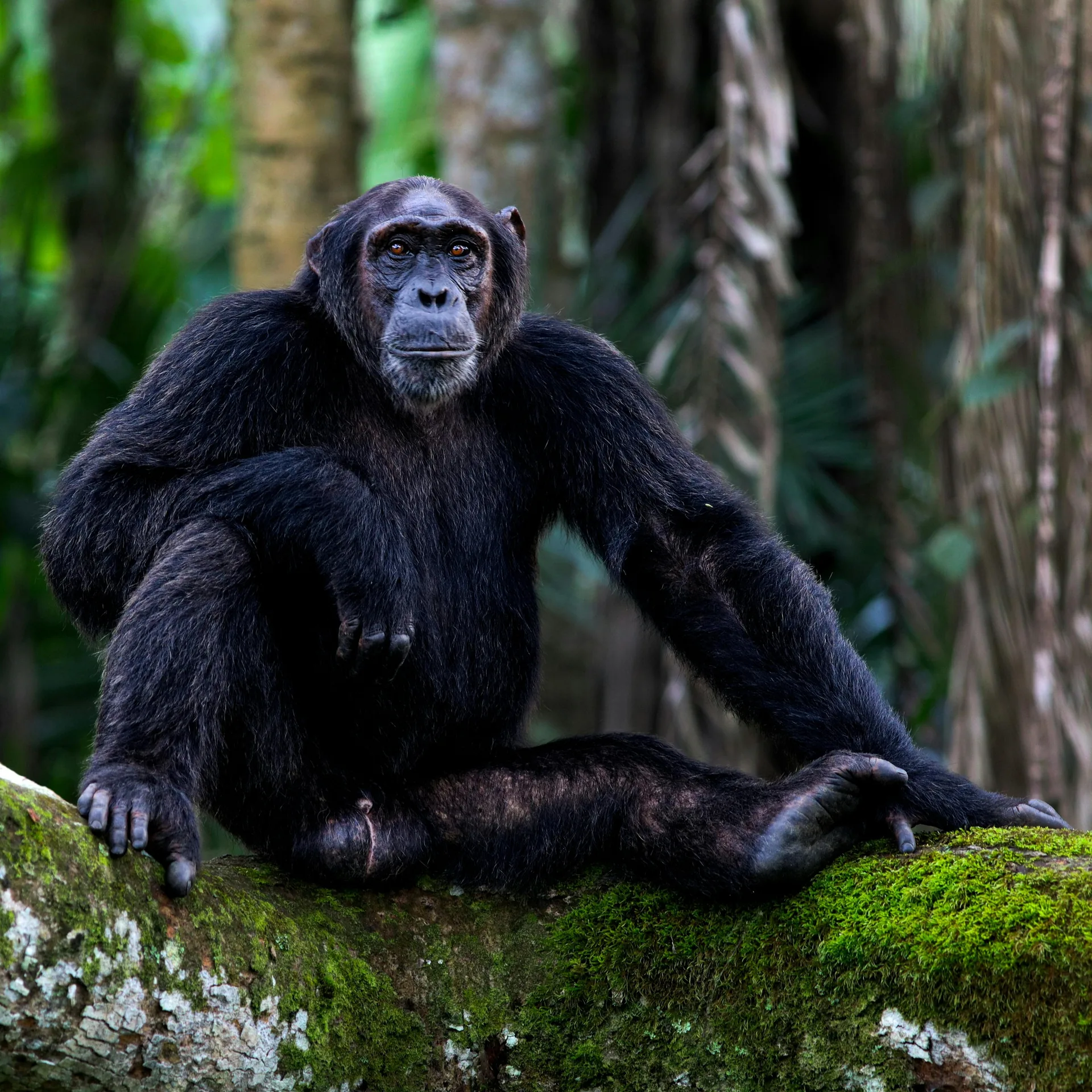 Male and female chimpanzees learning in the forest